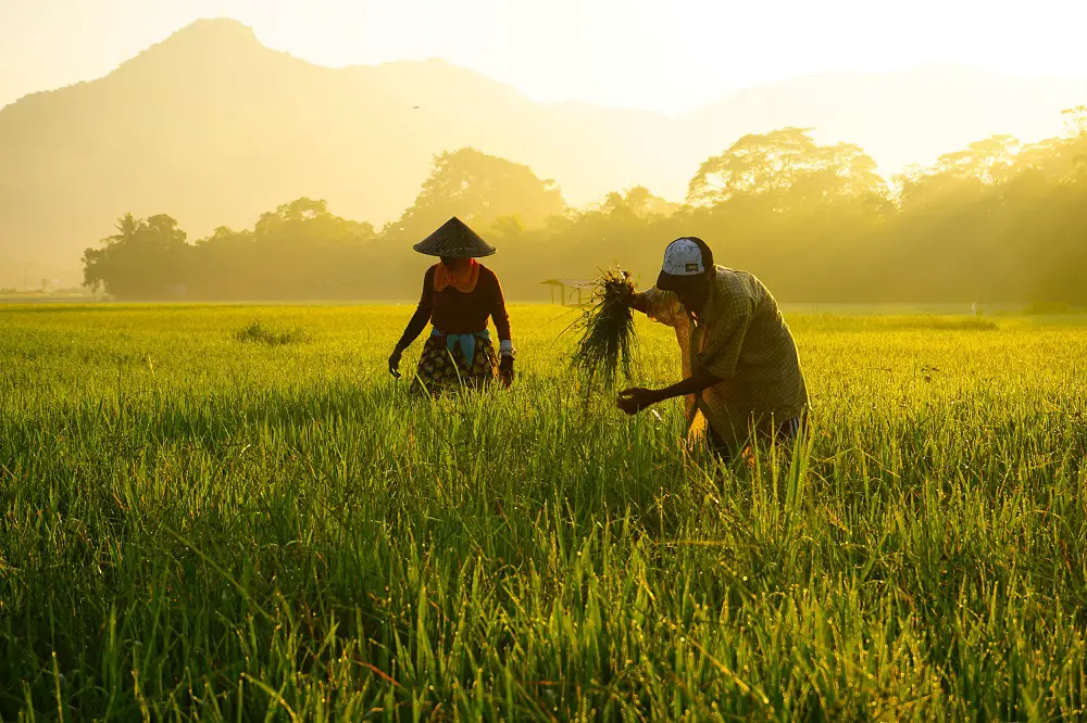 farmers